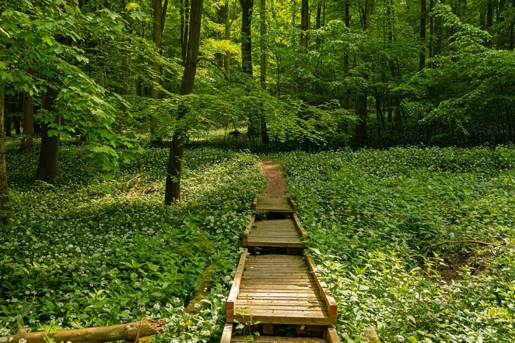 Nationalpark Hainich