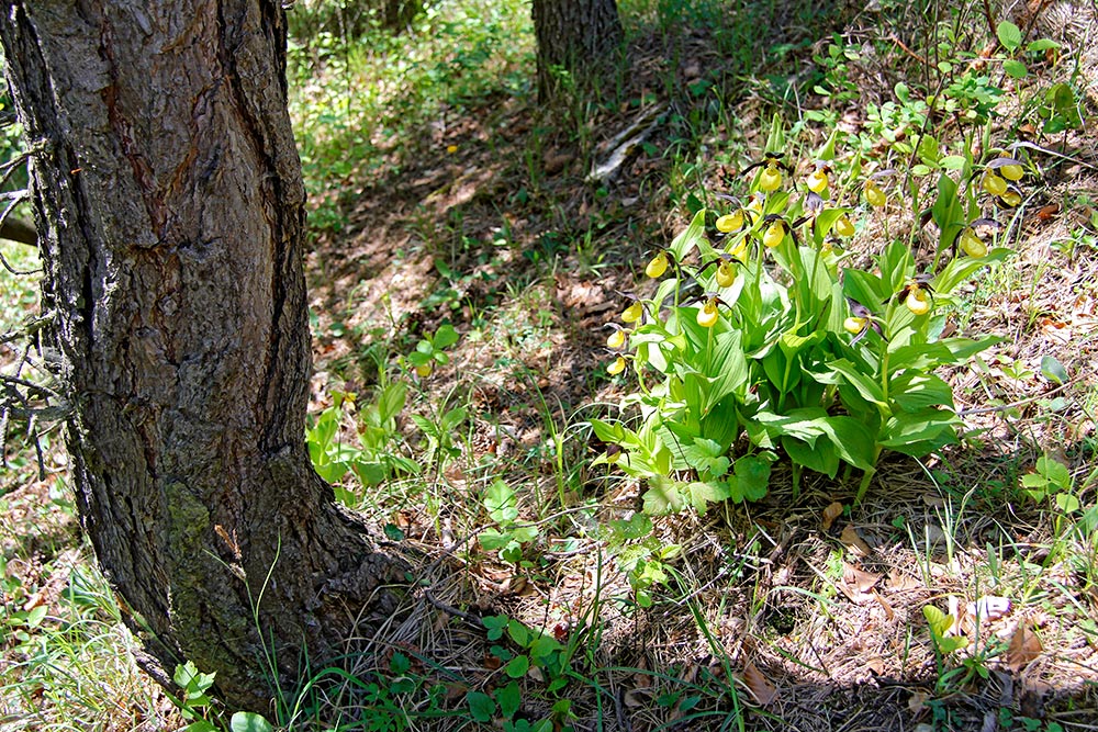 Frauenschuh im Wald bei Großkochberg