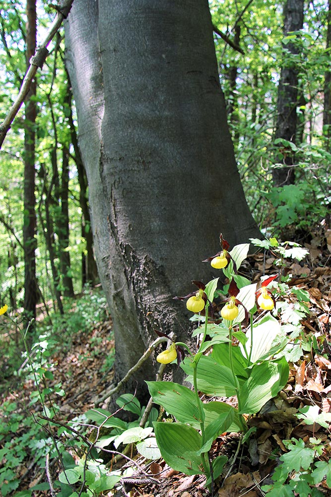 Orchideenpfad
