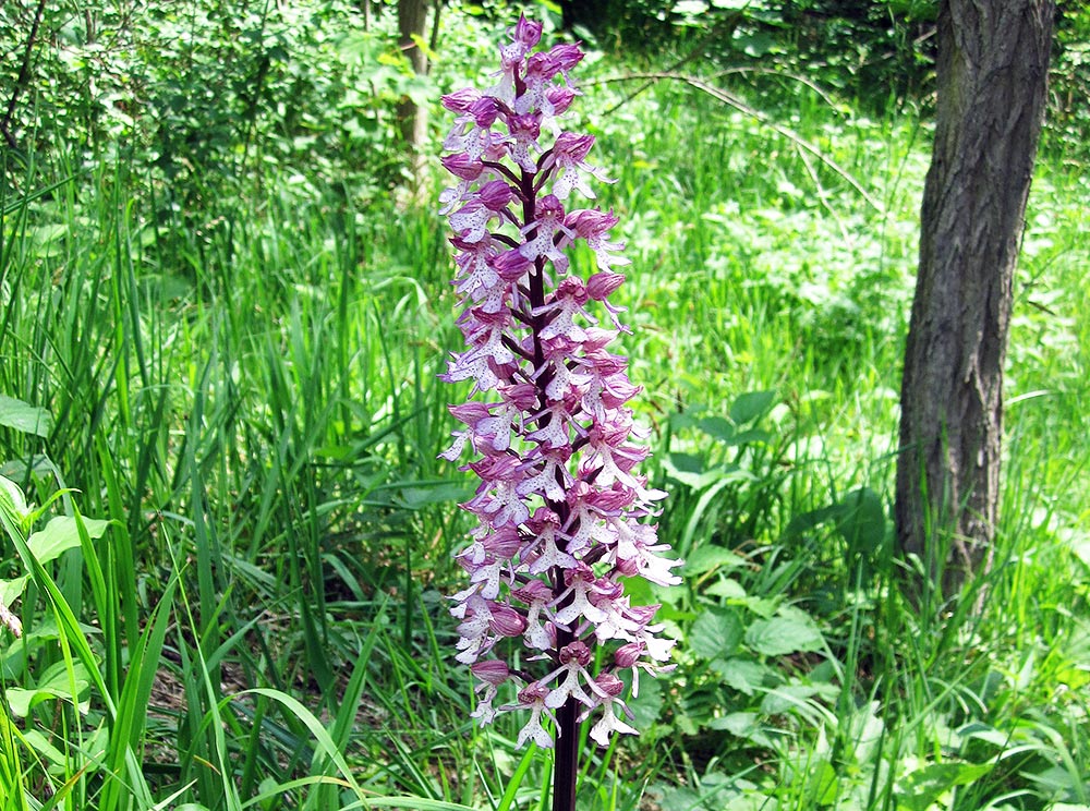 Orchideen