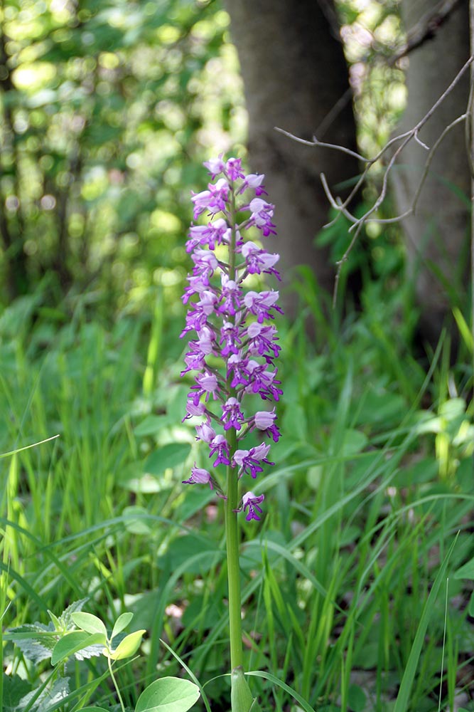 Orchideen