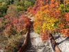 Herbstliche Perückensträucher