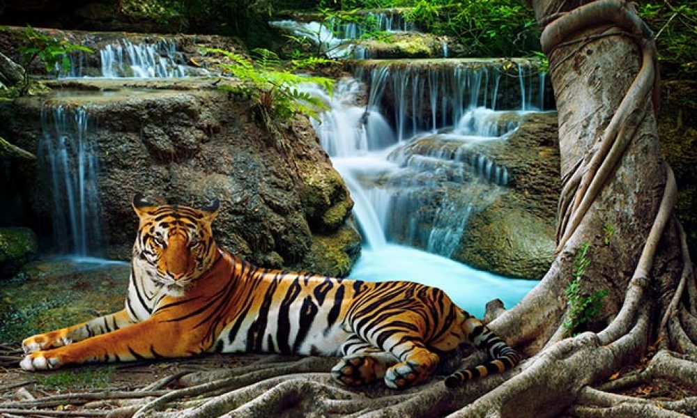 Tiger im Dschungel