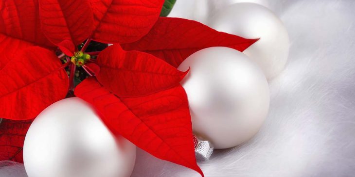 Florales zur Weihnachtszeit in Erfurt