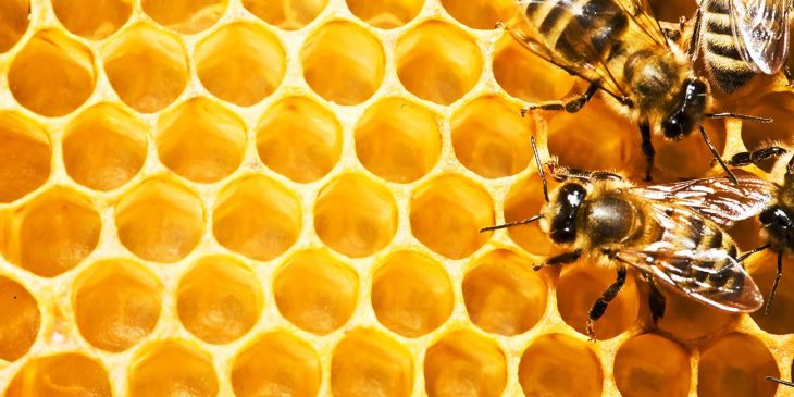 Adventsmarkt im Deutschen Bienenmuseum