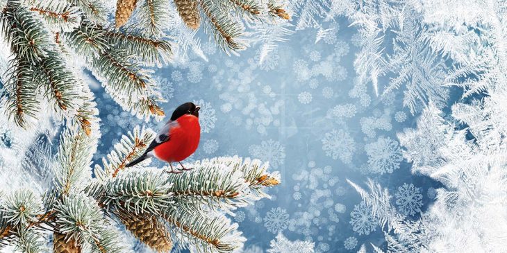 Lichtergarten im Botanischen Garten