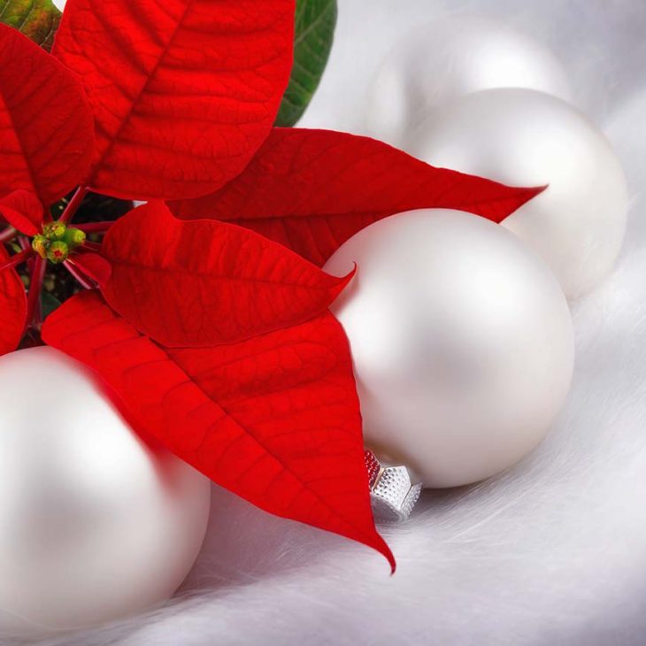 Florales zur Weihnachtszeit in Erfurt