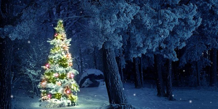 Waldweihnacht im Jenaer Stadtforst