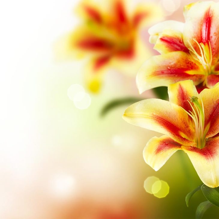 Eisenberger Frühlingsmarkt