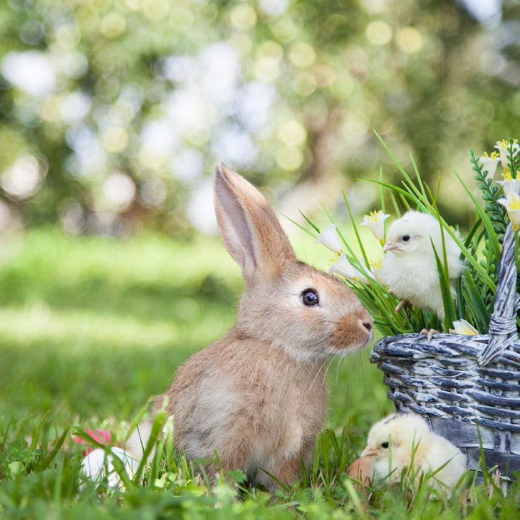 Osterfreuden im Rittergut Endschütz