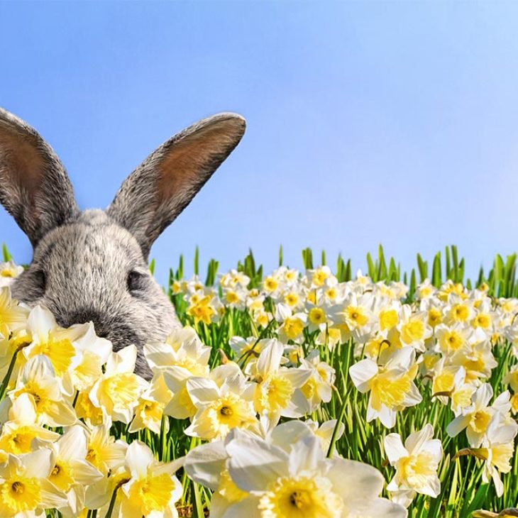 Langewiesener Ostermarkt