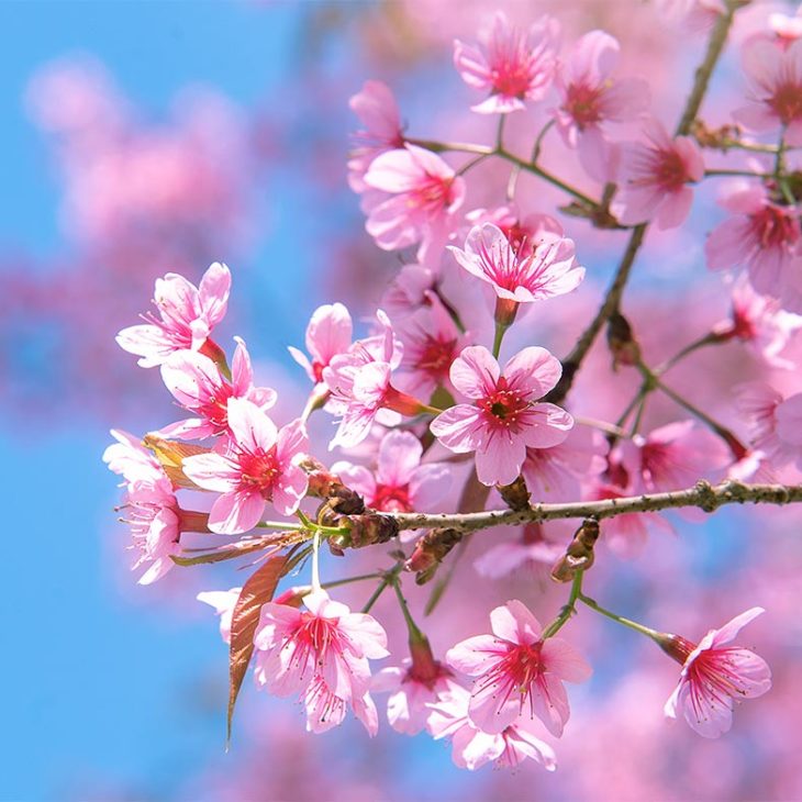 Frühlingsmarkt in Eisfeld