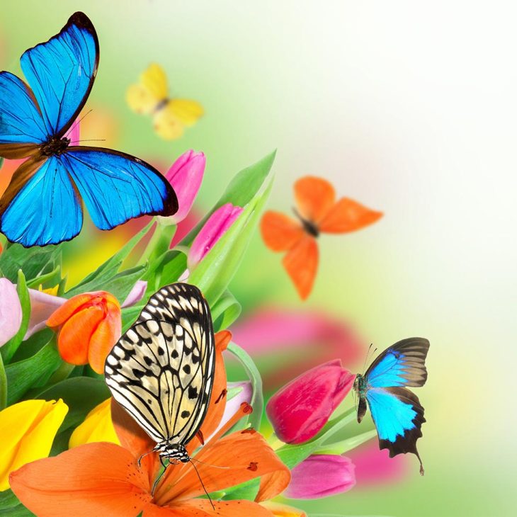 Hofwiesenparkfest Gera