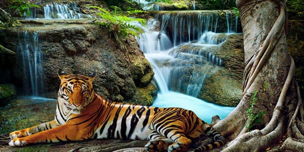 Jäger auf leisen Sohlen – Faszination Katze