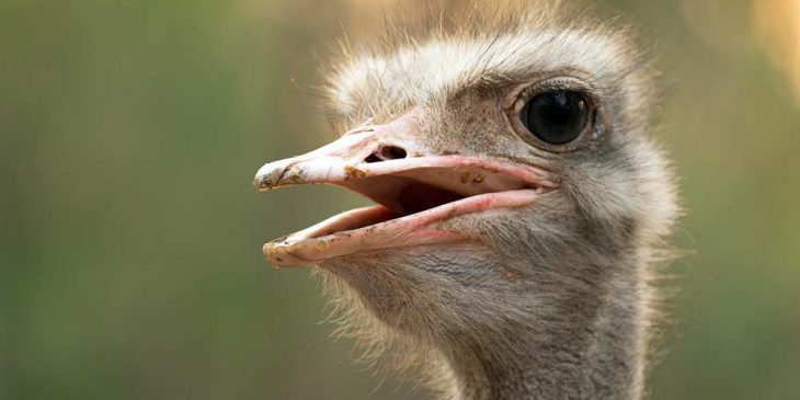 Vorosterfest auf der Täler Straußenfarm Hellborn