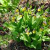 Orchideenwanderung um Großkochberg