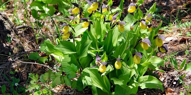 Orchideenwanderung um Großkochberg
