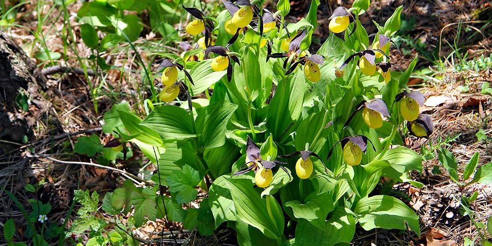 Orchideenwanderung um Großkochberg
