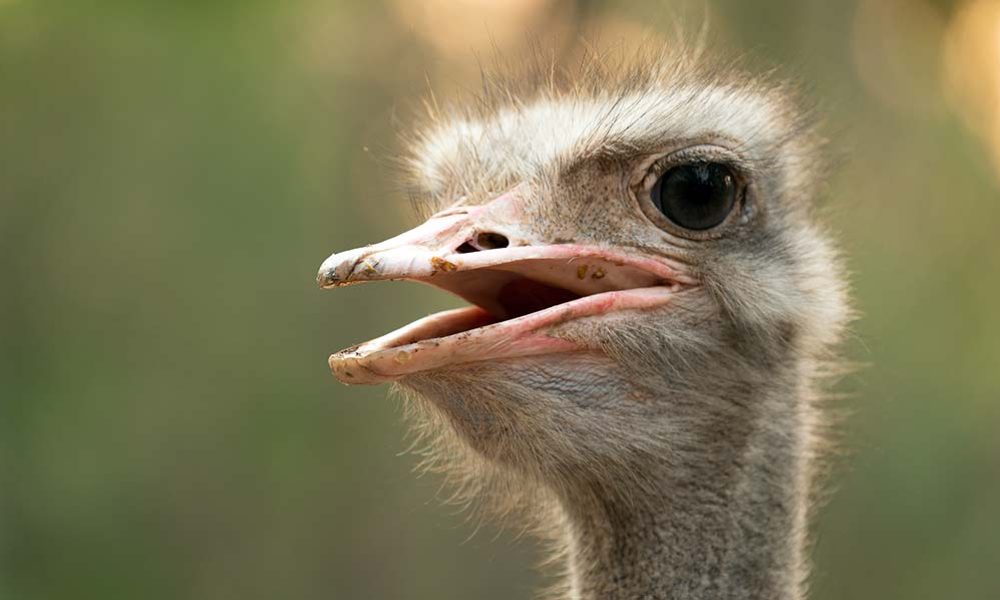 Vogel Strauß