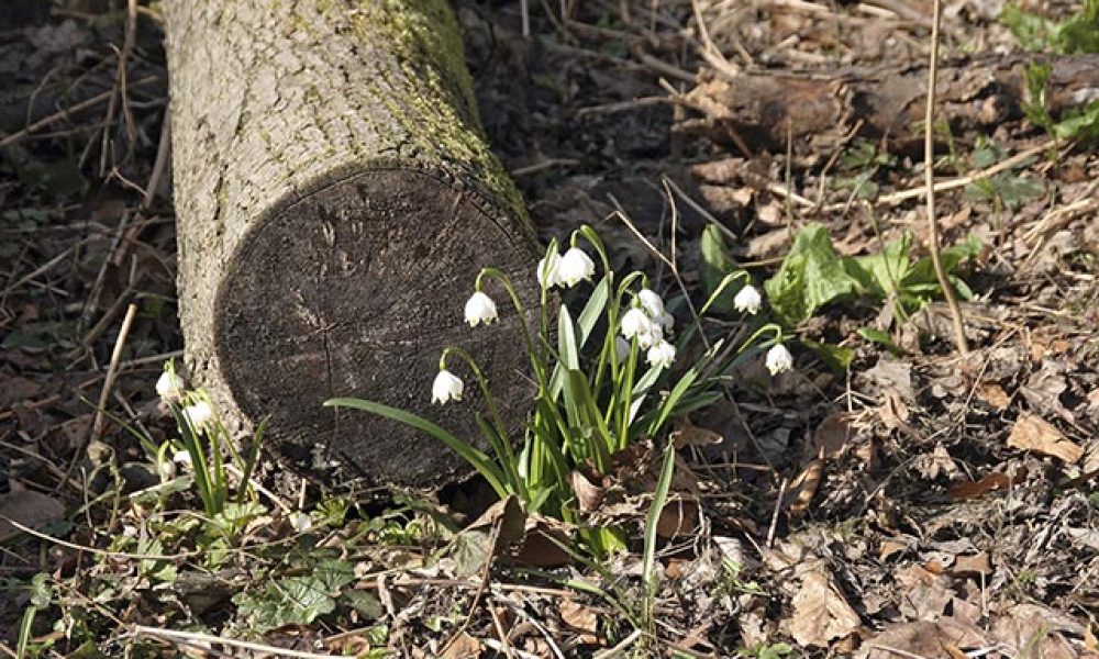 Märzenbecher im Wald